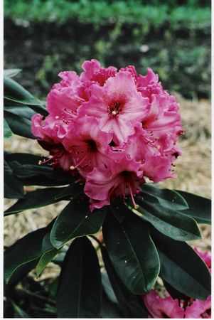 (R. LEM'S CAMEA X R. PINK PETTICOATS)